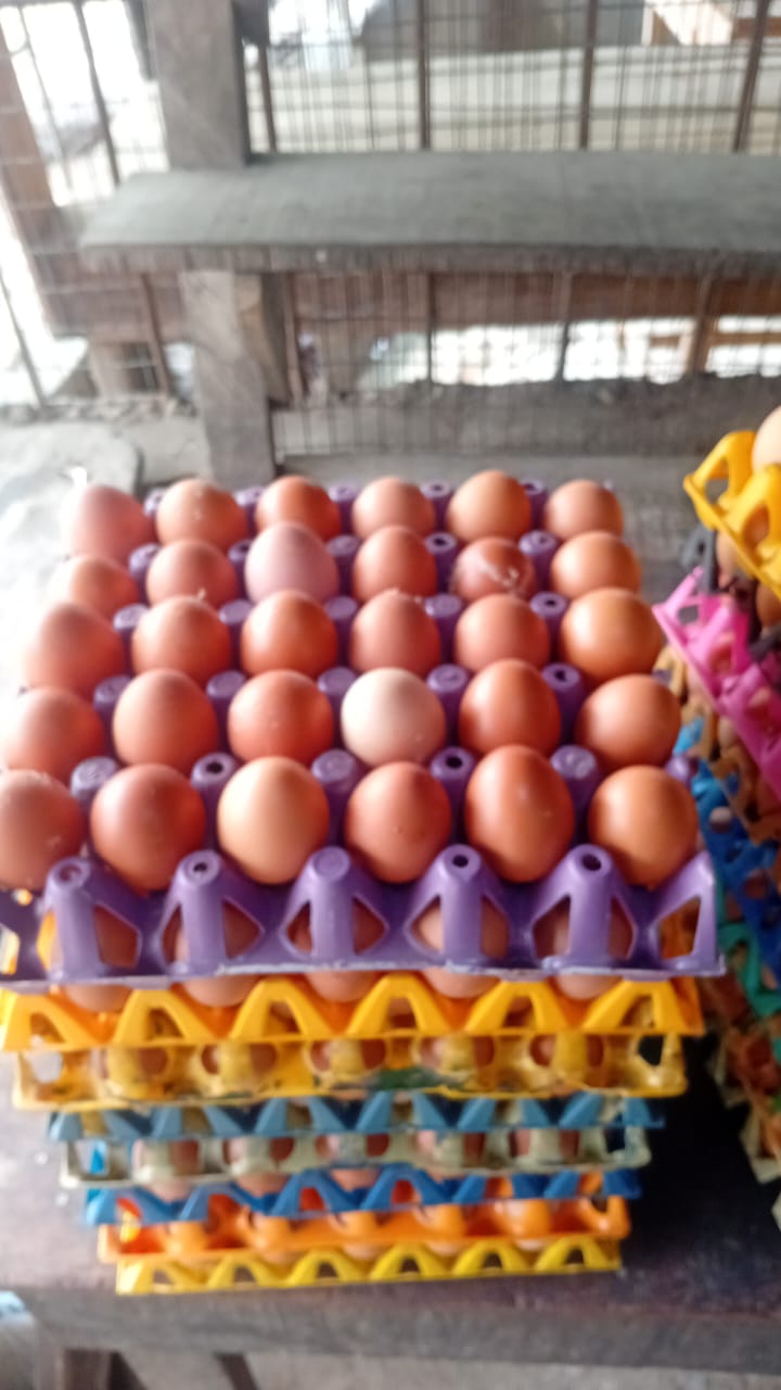 Egg