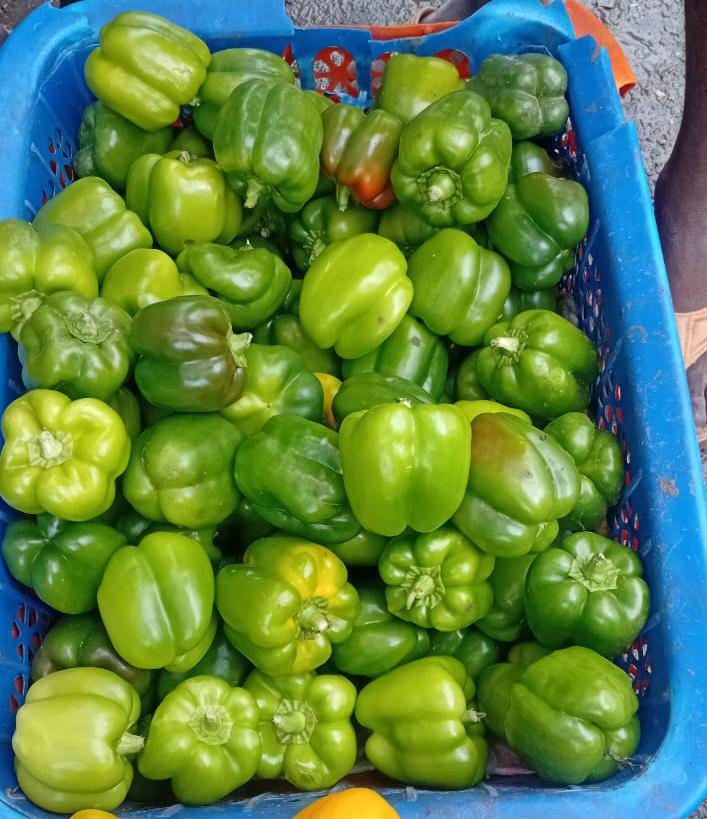 Green Pepper 