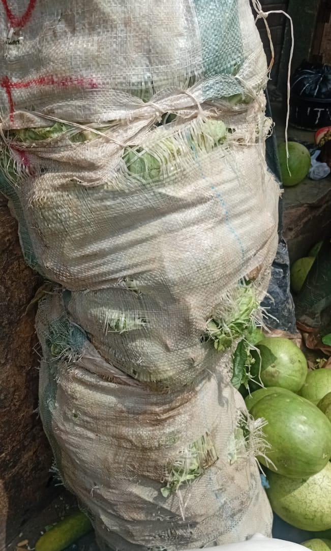 Cabbage 