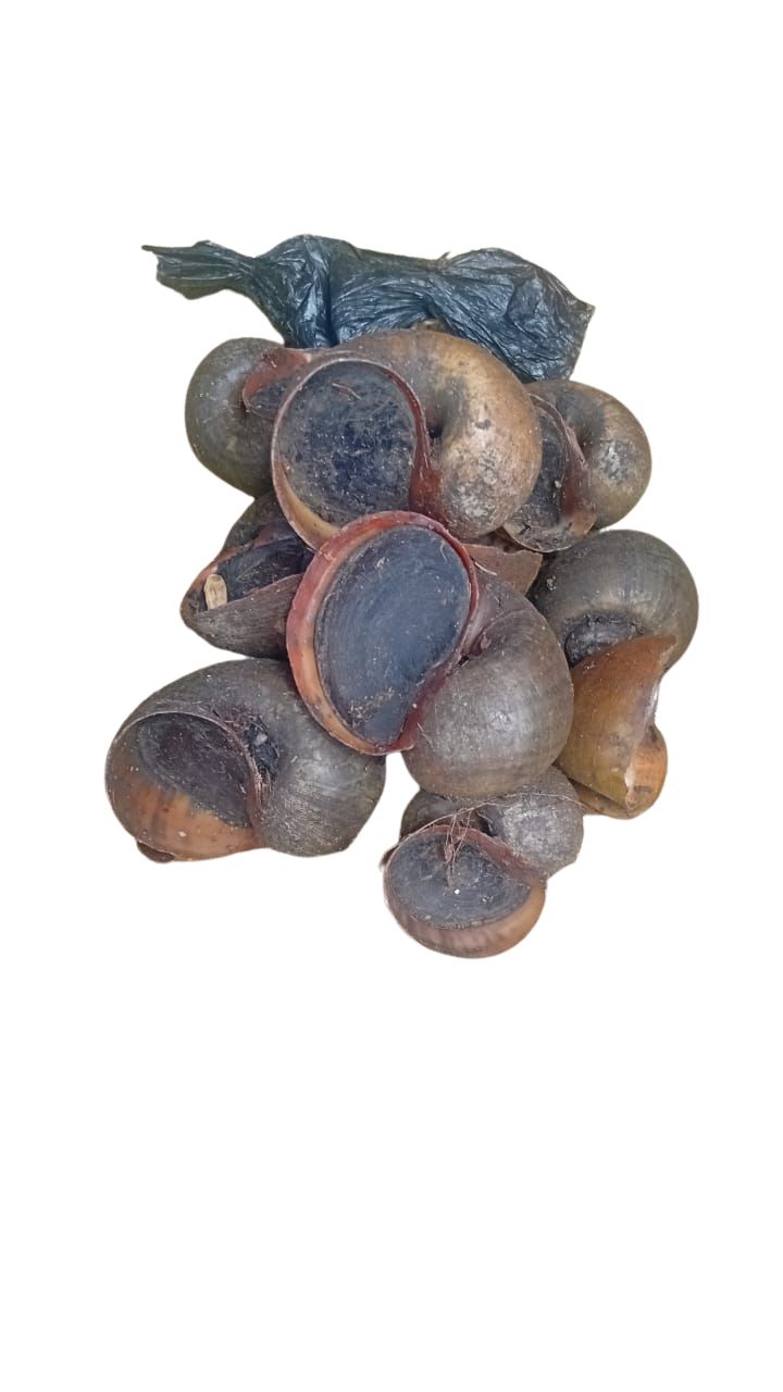 Water Snail 