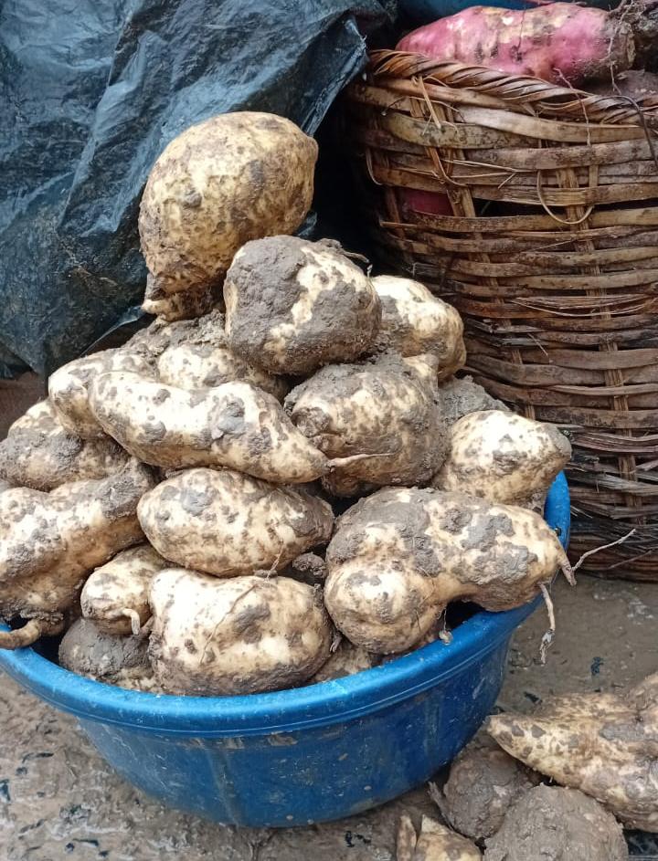  Sweet Potato 