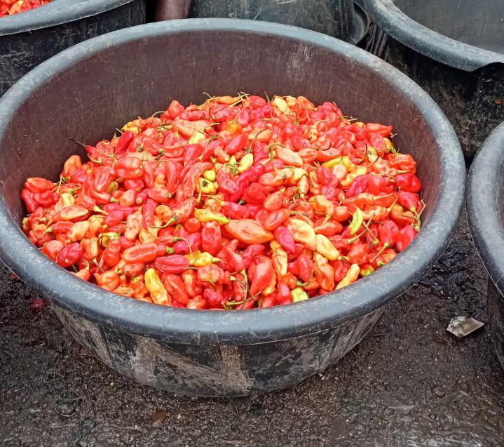 Habanero pepper 