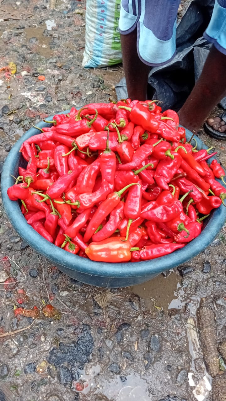 Tatashe pepper 