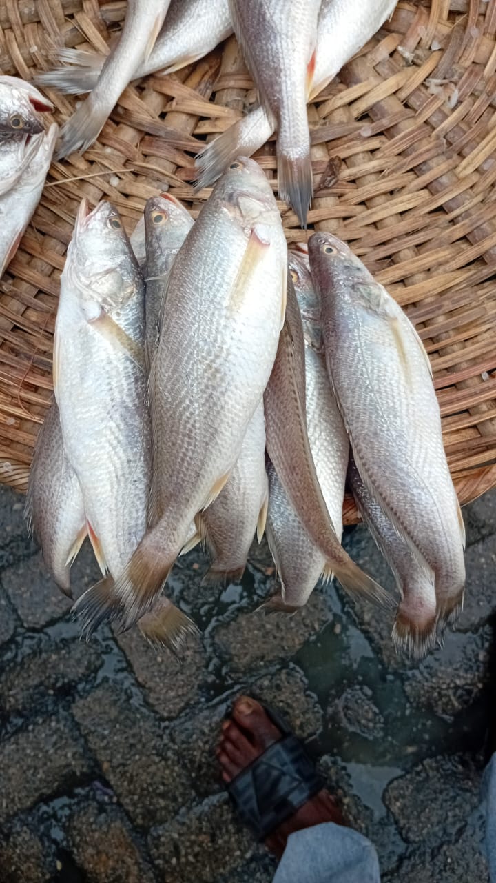 Croaker fish