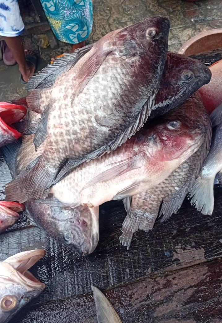 Tilapia 