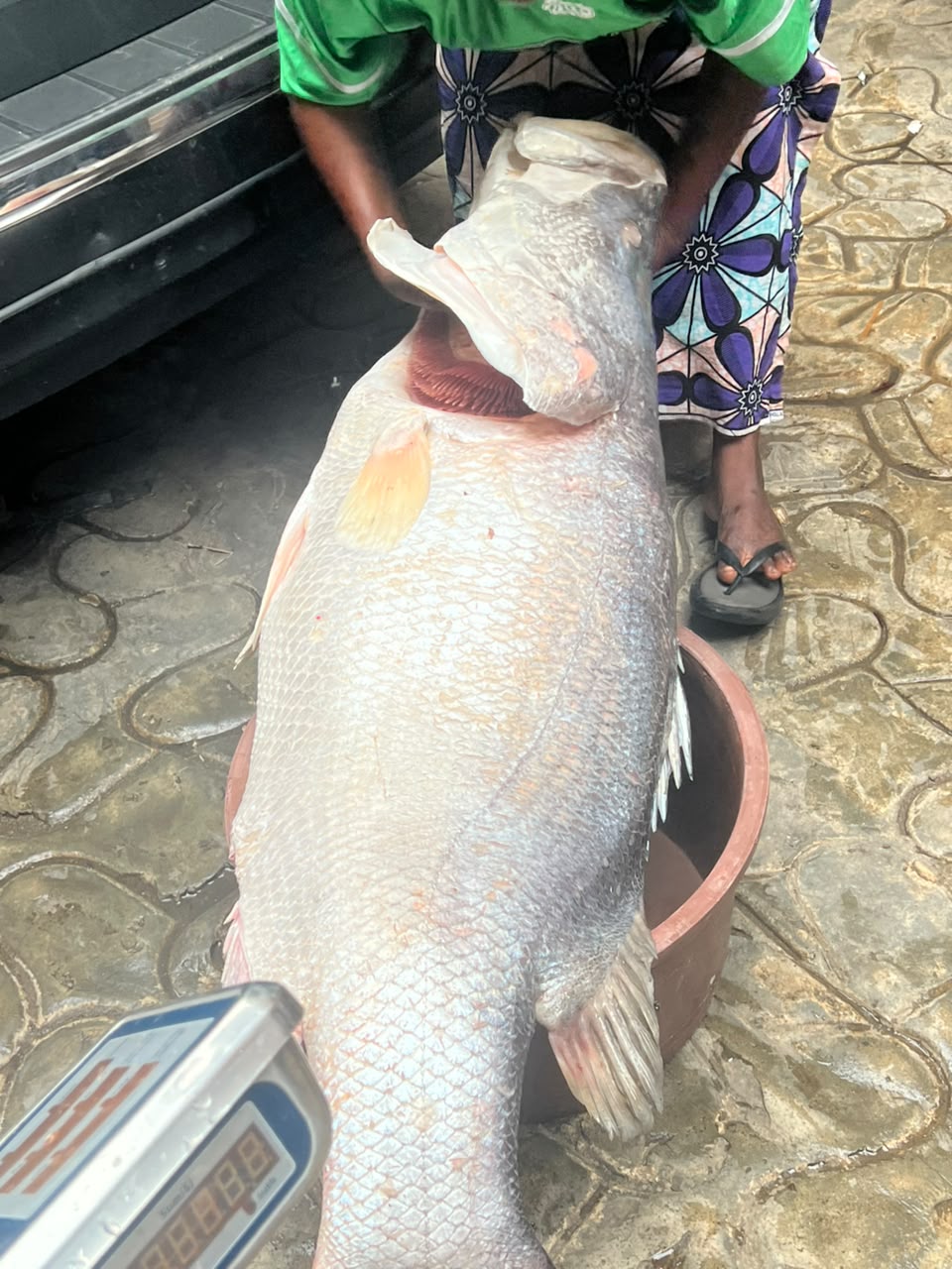 Giant Croaker fish 