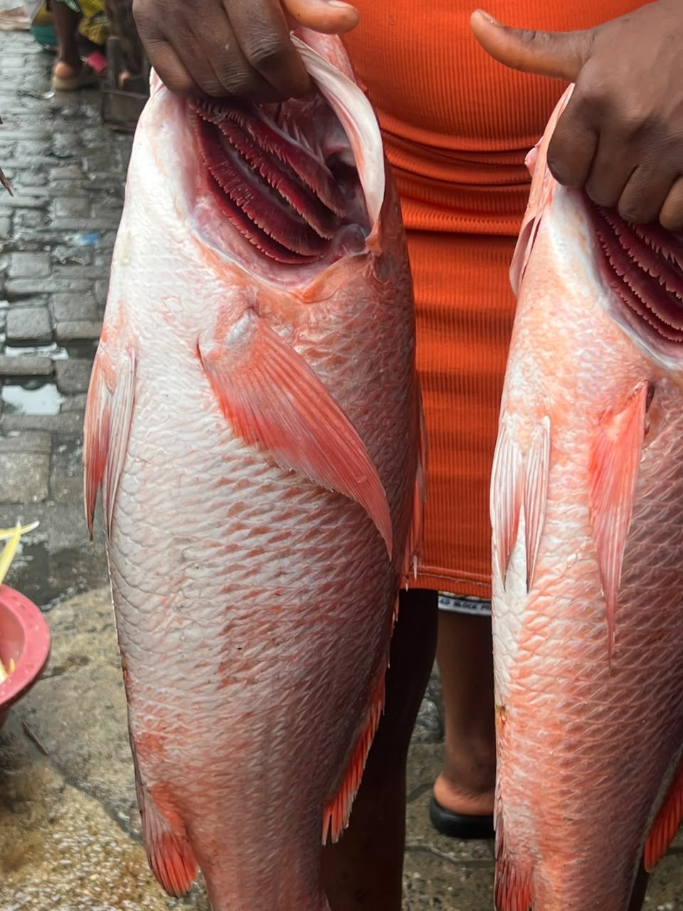 Red Snapper 
