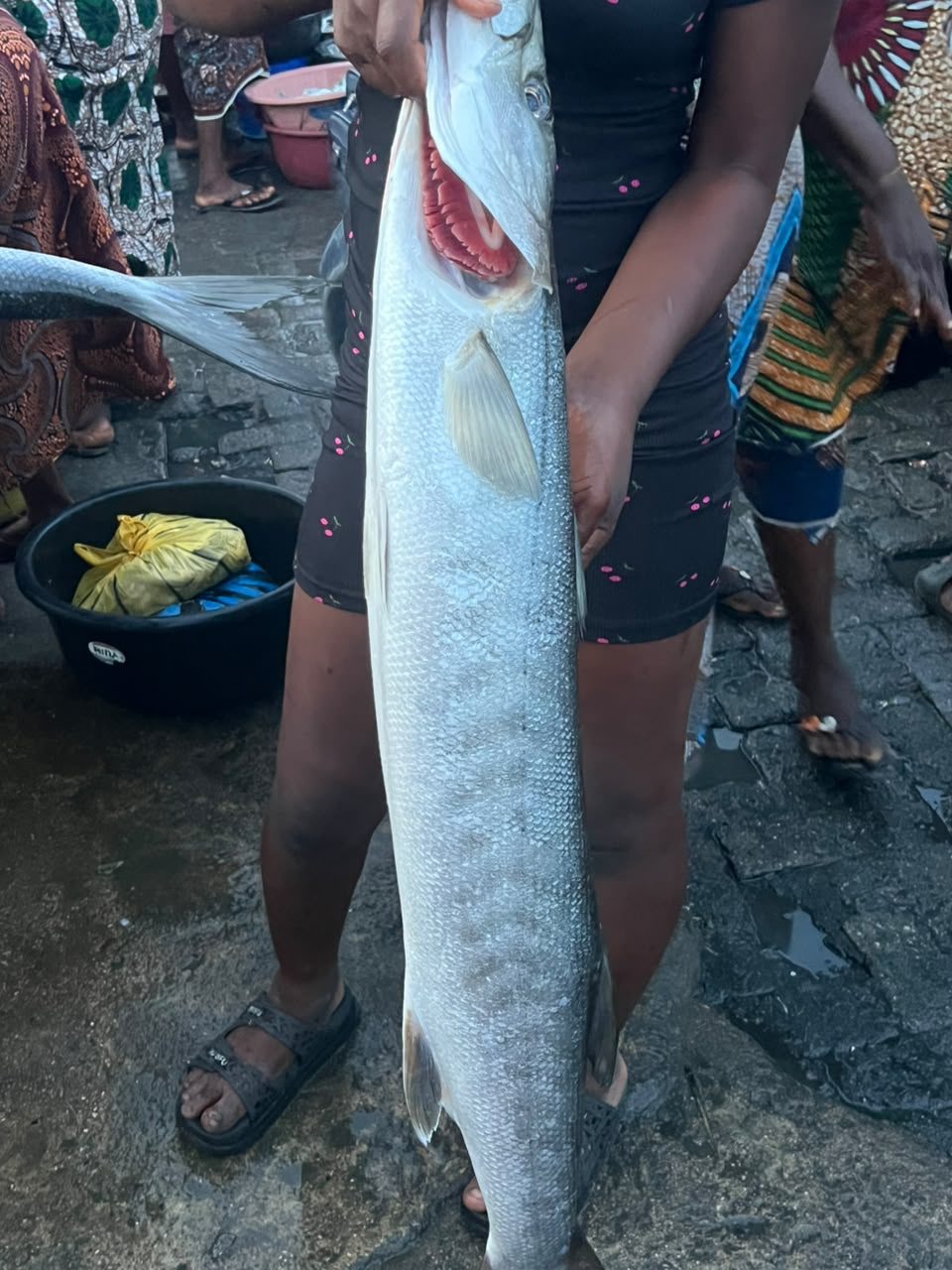 Giant Sea Bass