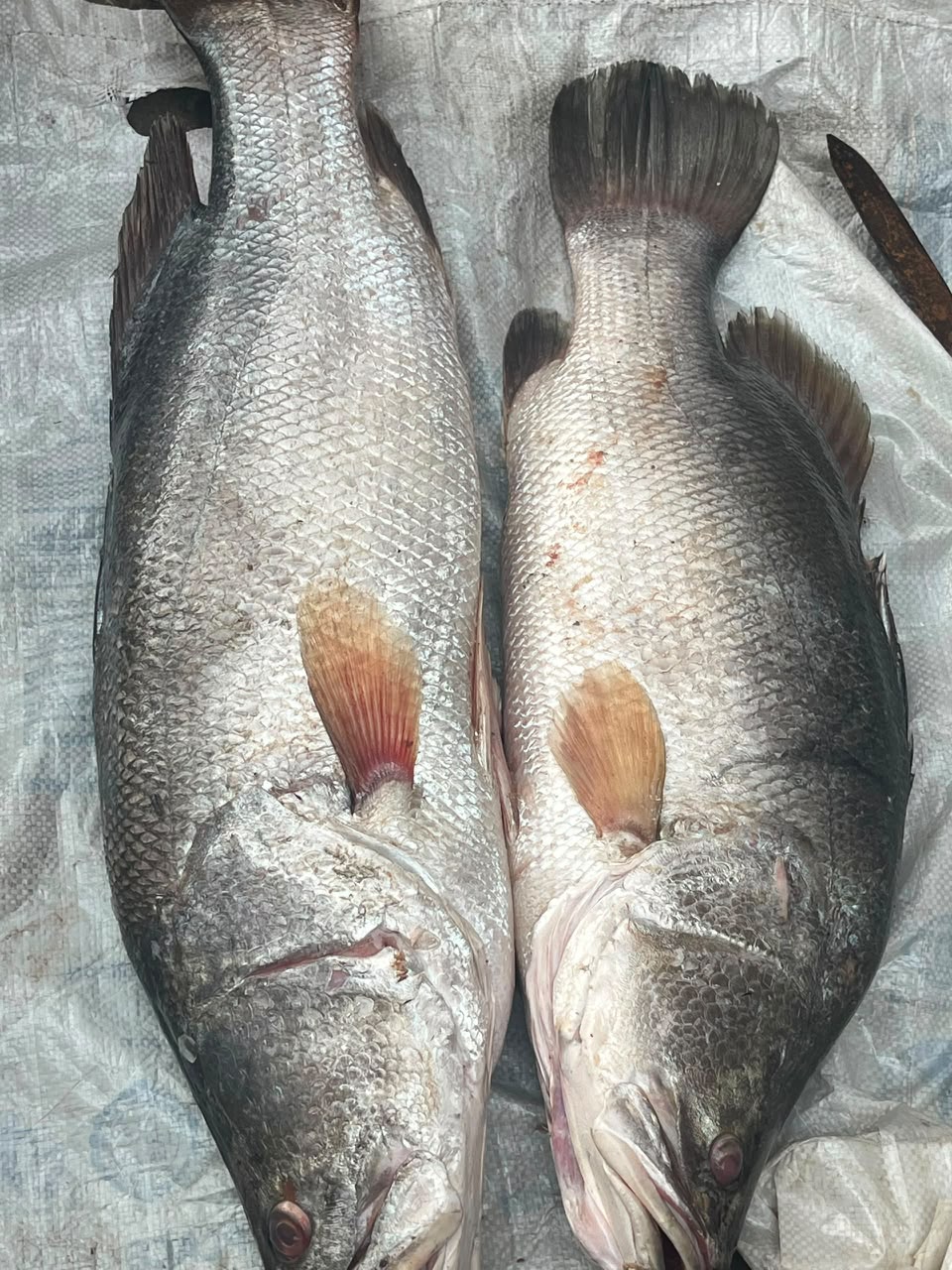 Croaker Fish