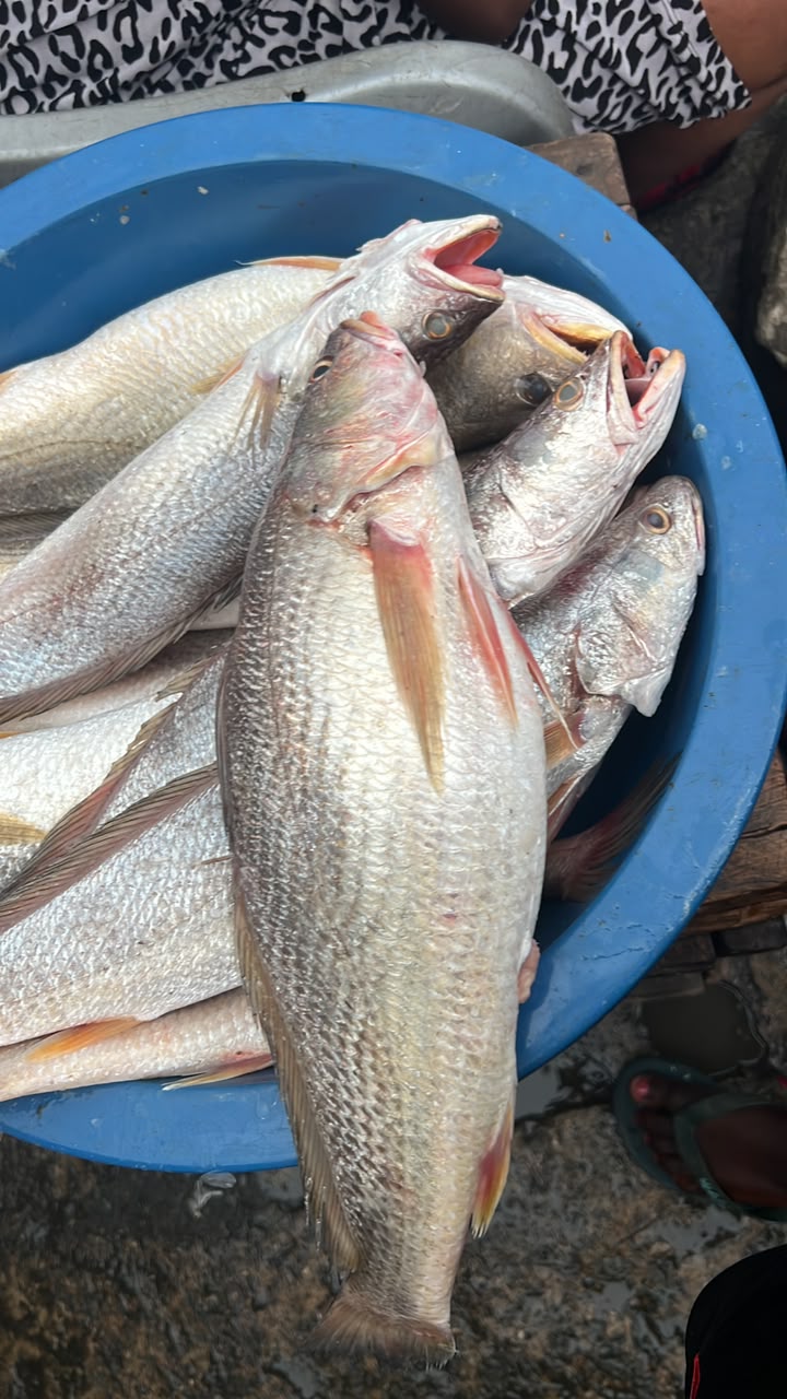 Medium Croaker 