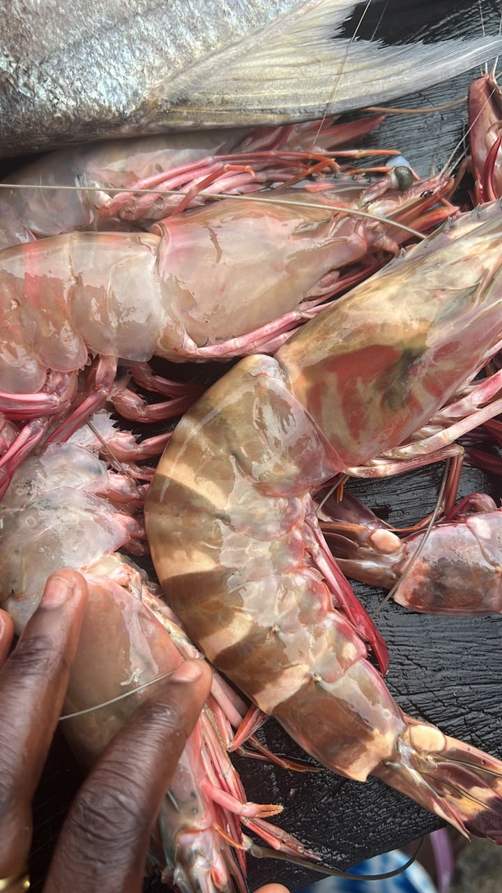 Giant Tiger Prawn
