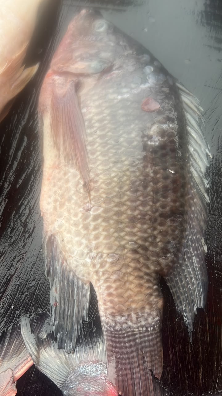 Tilapia 