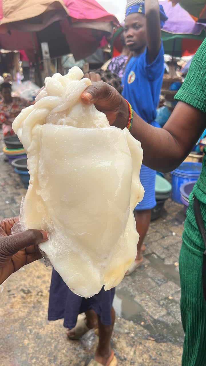 Cuttlefish 