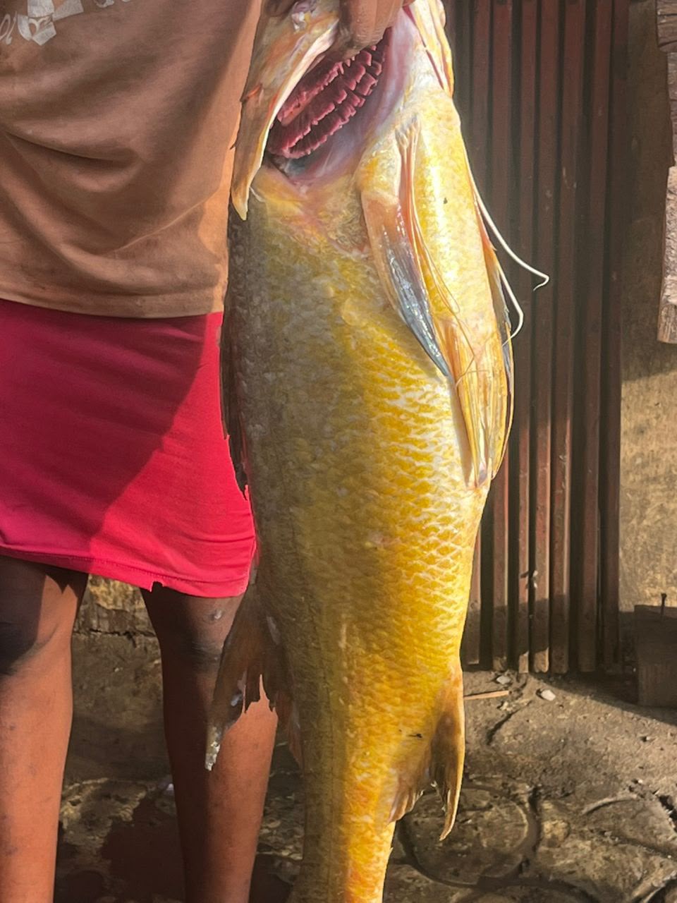 Giant Golden Croaker 