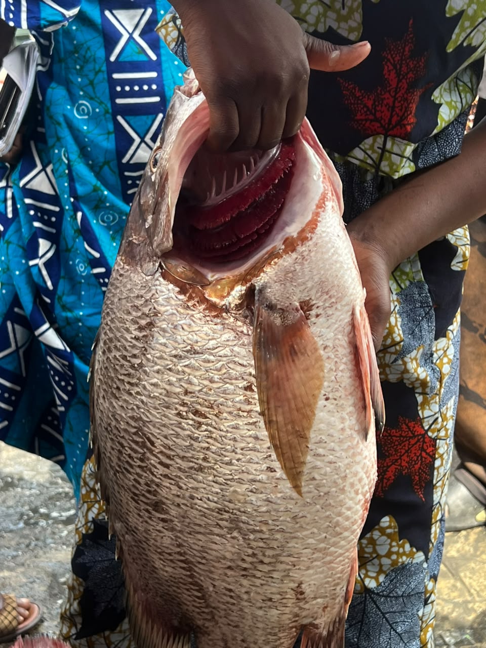 Giant Red Snapper 