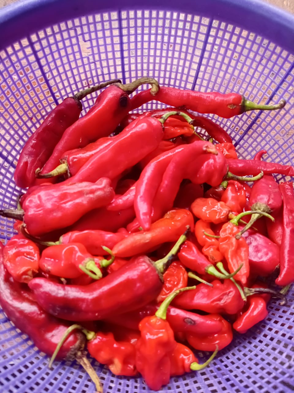 Pepper combo 