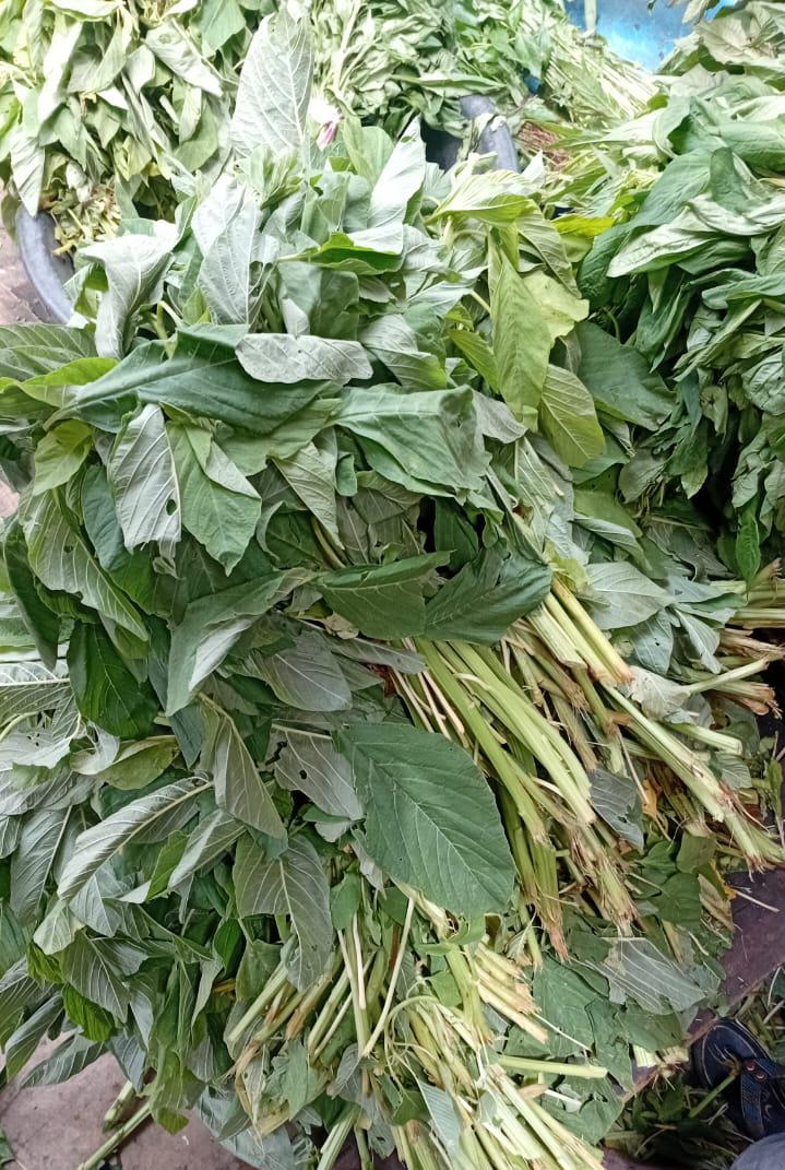 Spinach 