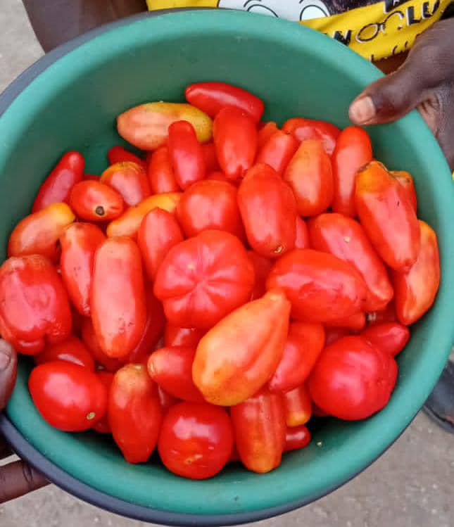 Tomatoes 