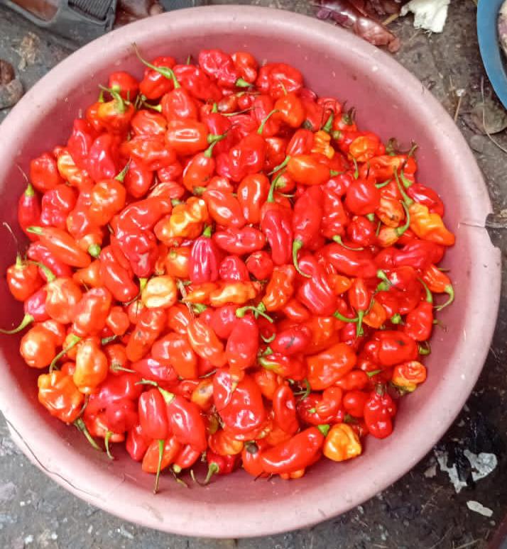 Habanero Pepper 