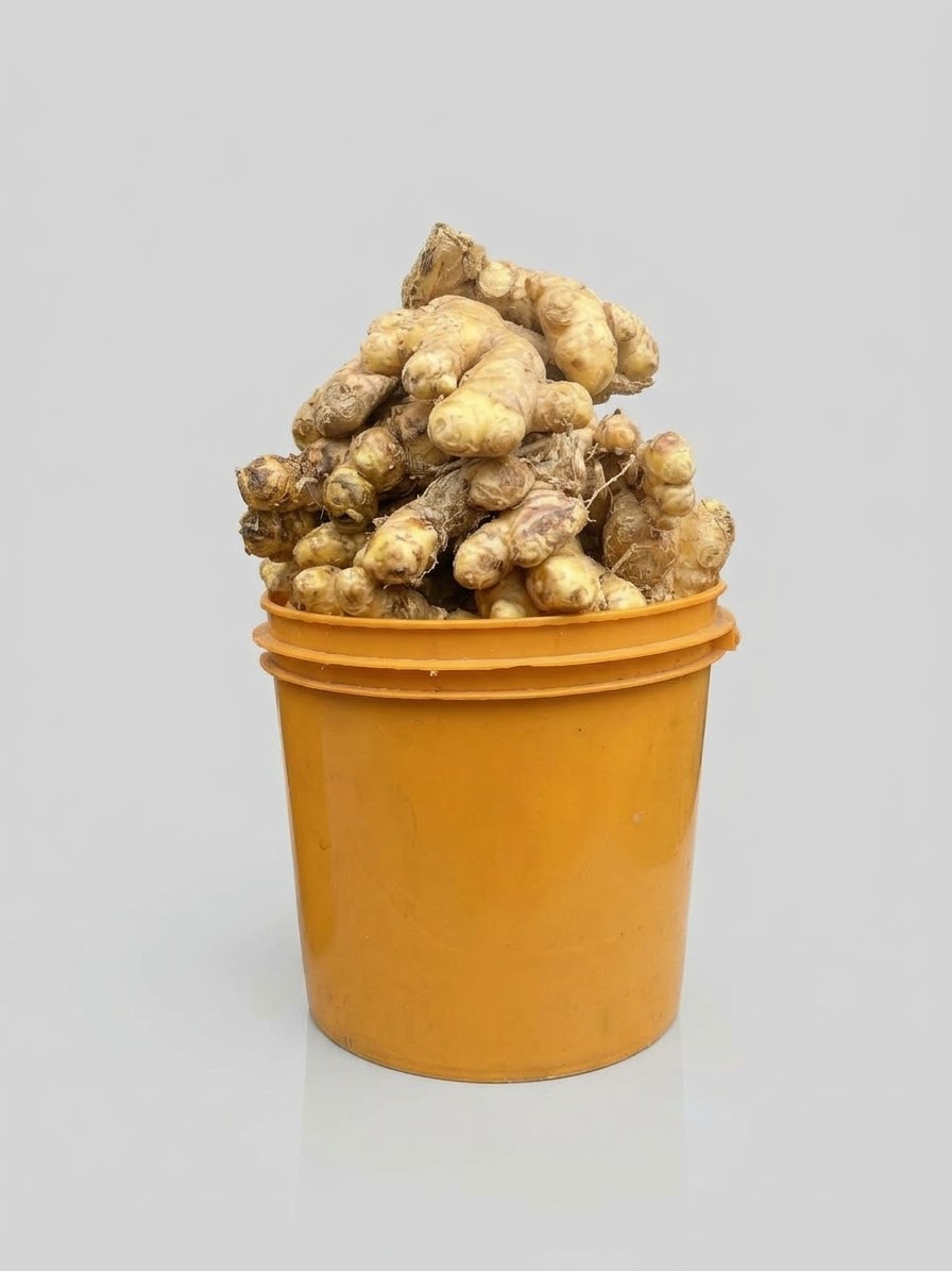 Ginger