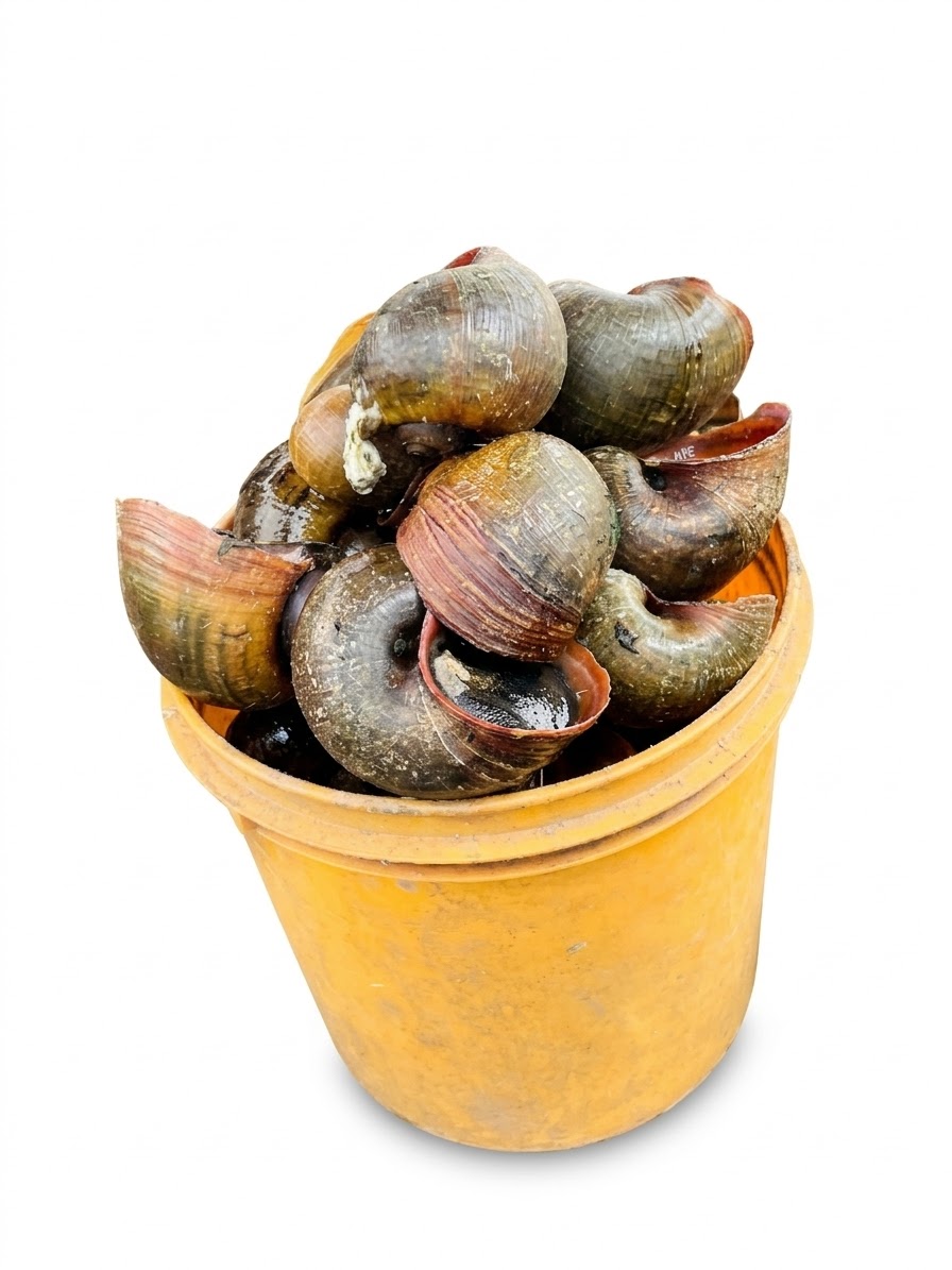 Water Snails