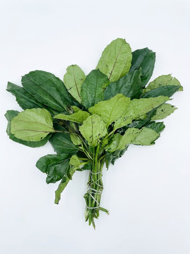 Pumpkin leaves