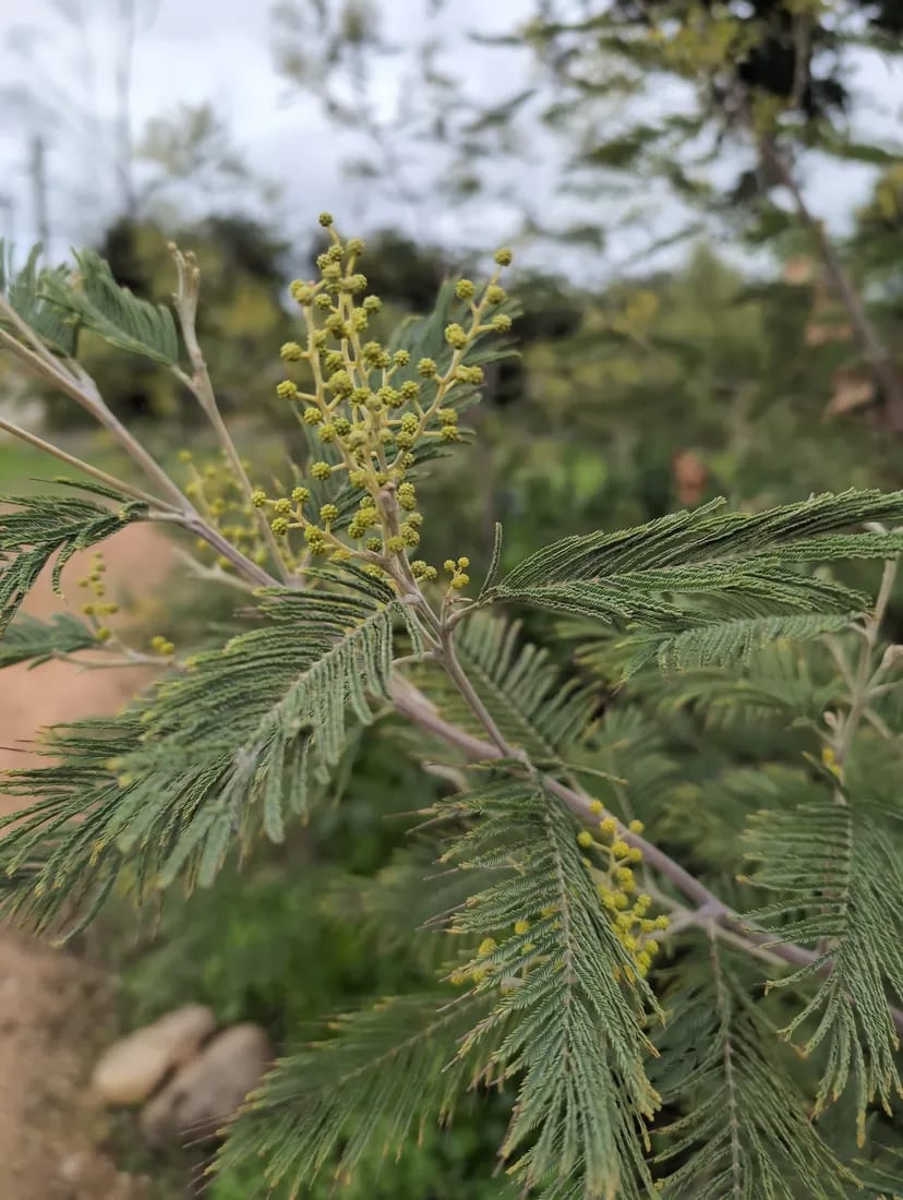 Acacia francesa