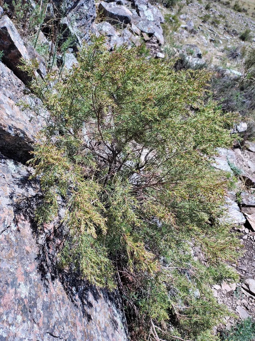 Romerillo colorado