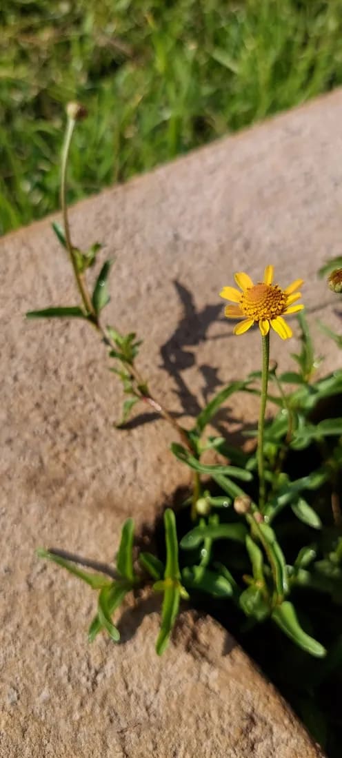 Acmella decumbens