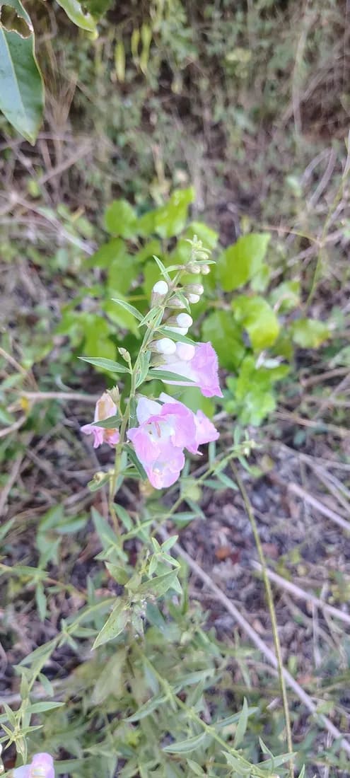 Conejito de campo