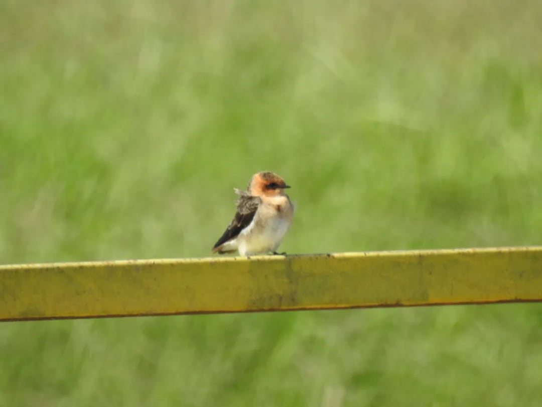 Golondrina cabeza rojiza