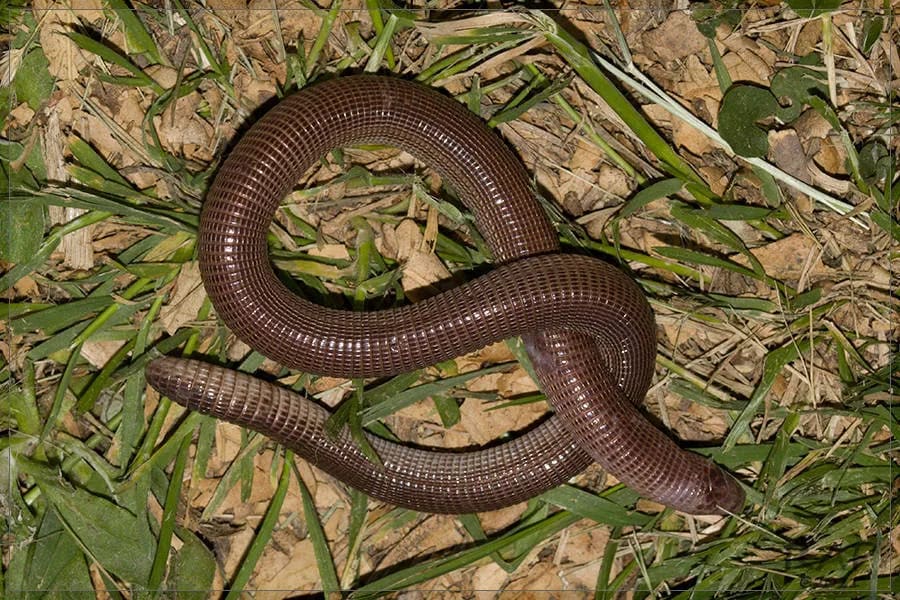 Viborita ciega