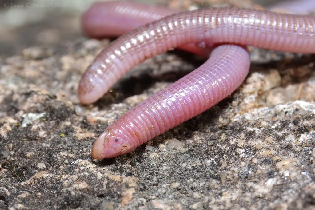 Amphisbaena kingii