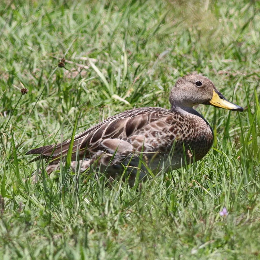 Pato maicero