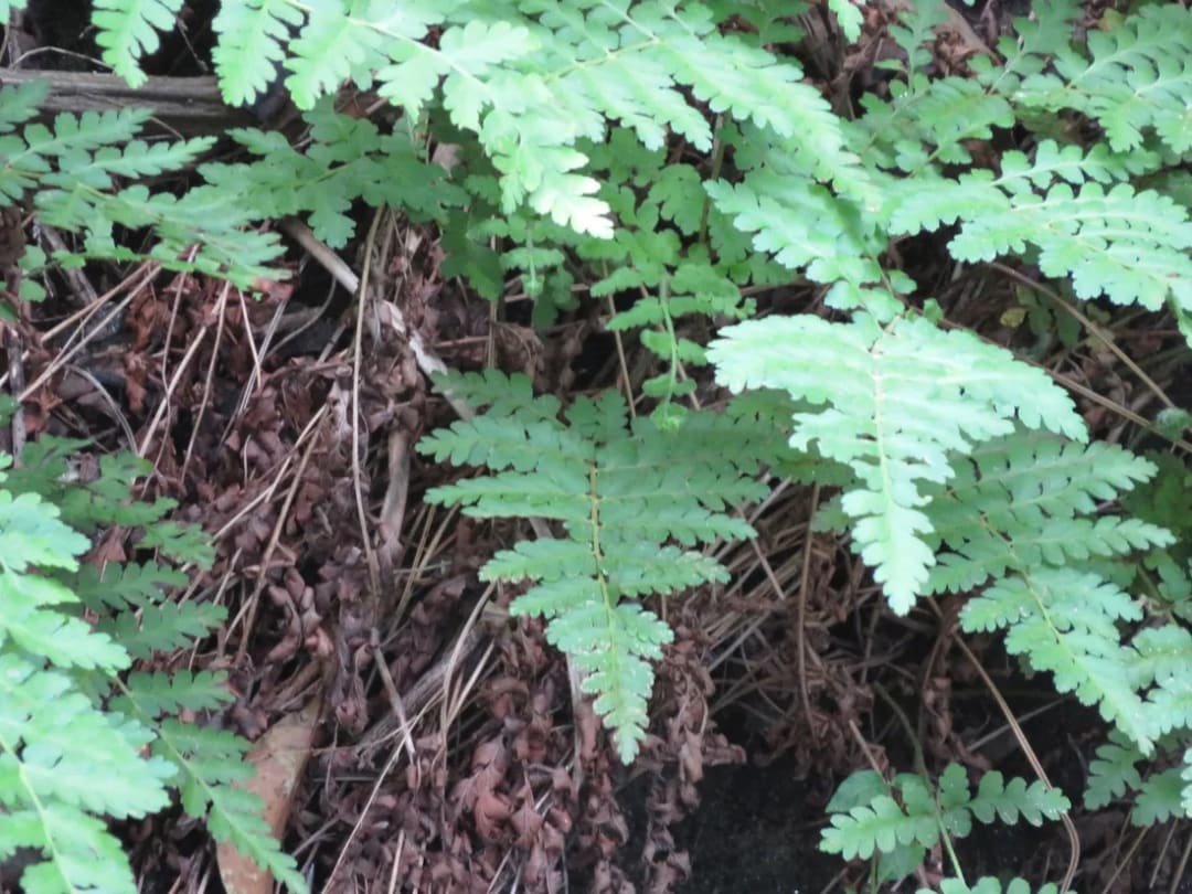 Anemia tomentosa