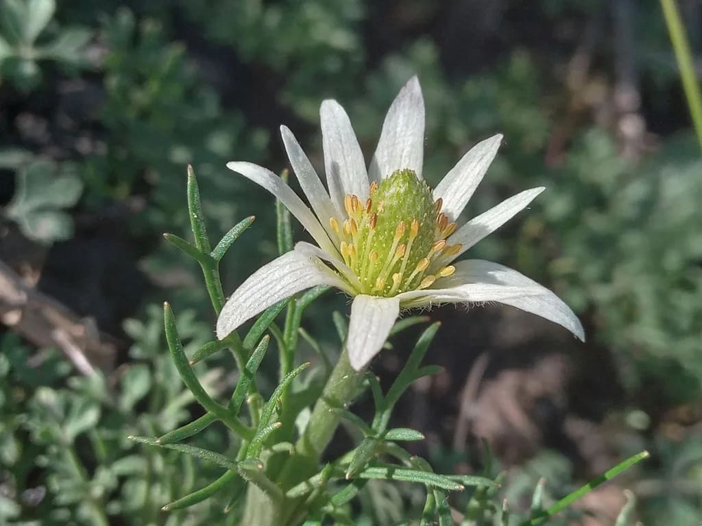 Anemone decapetala