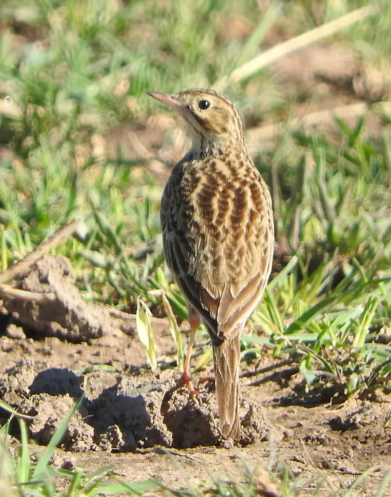 Cachirla uña corta