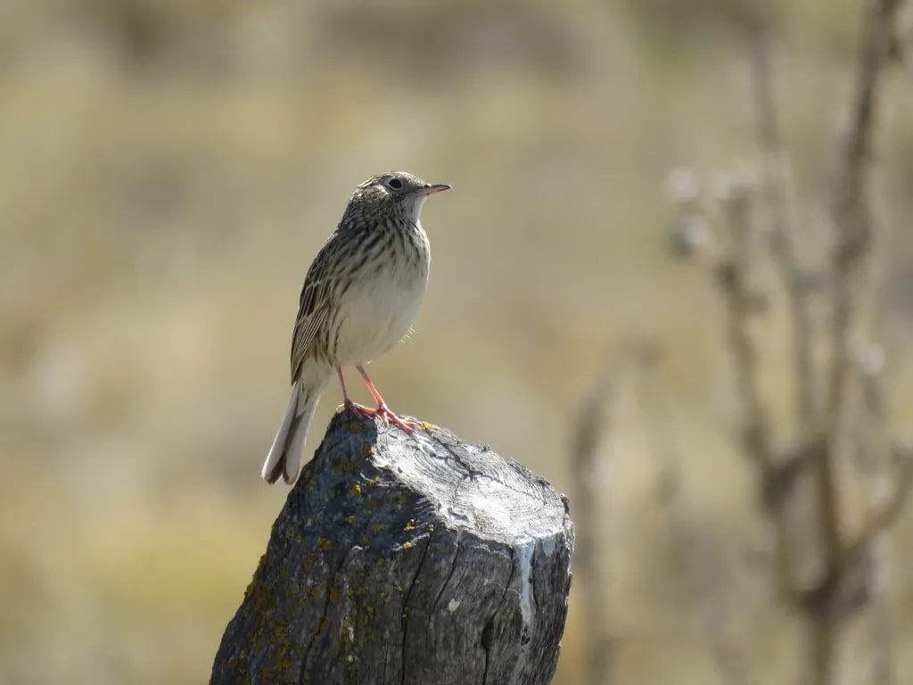 Cachirla pálida