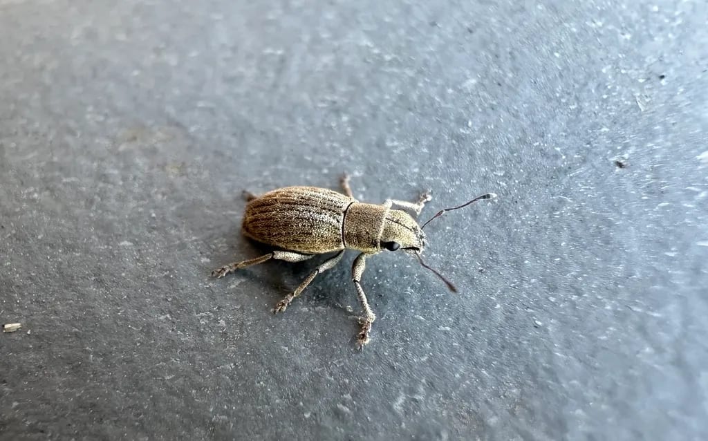 Aramigus tessellatus
