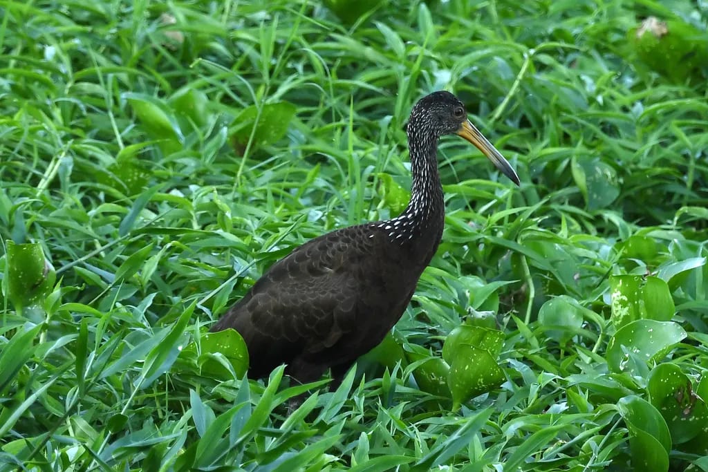 Carau