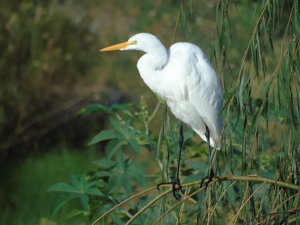 Garza blanca