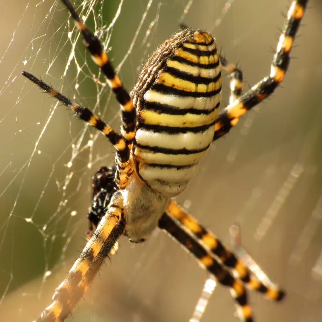 Argiope trifasciata