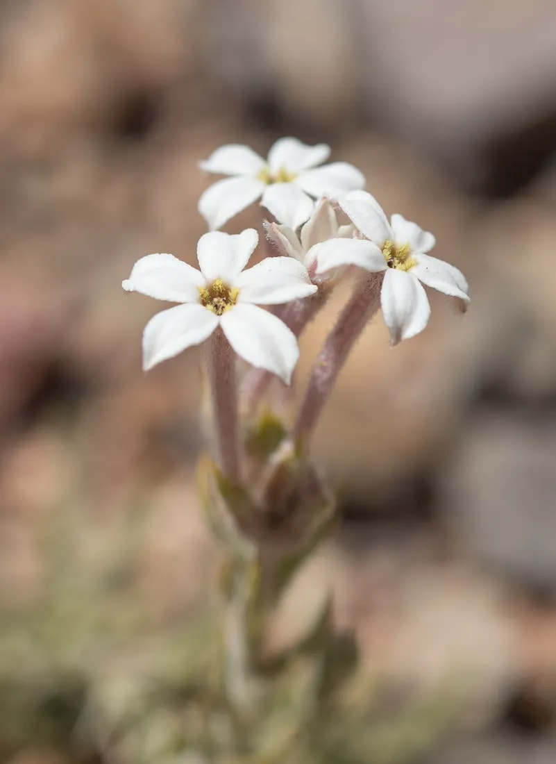 Arjona tuberosa