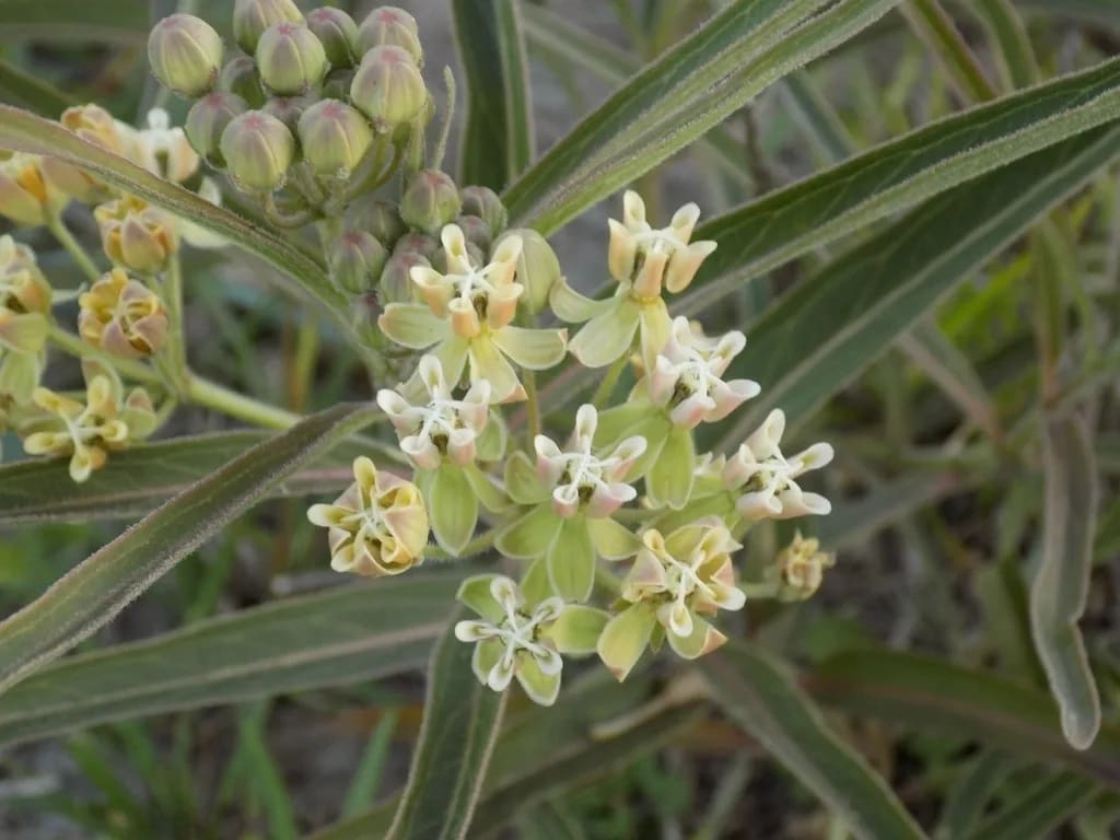 Yerba de la víbora