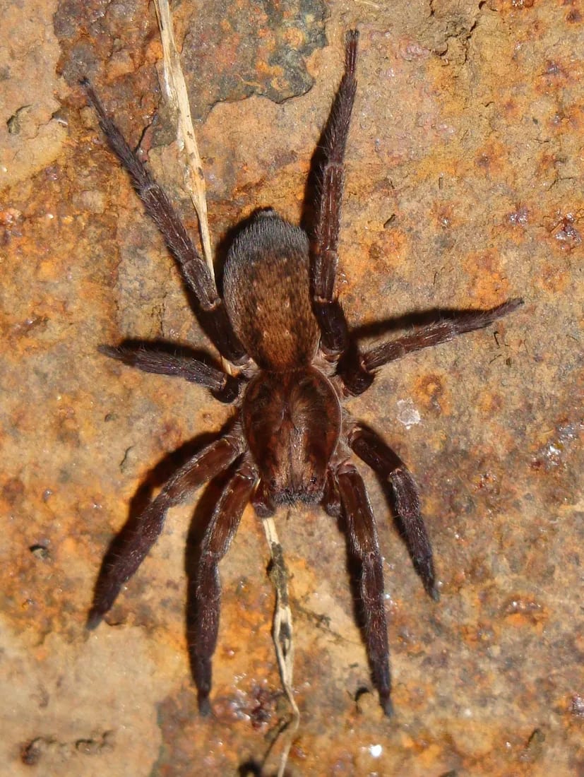 Asthenoctenus borellii