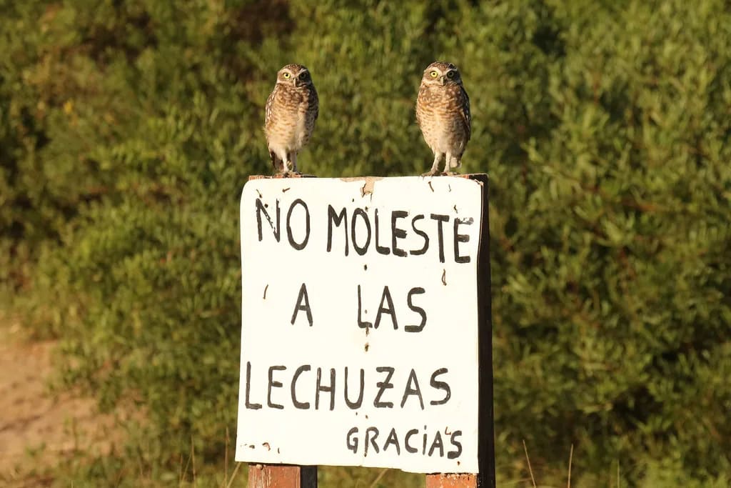Lechucita vizcachera — foto 3