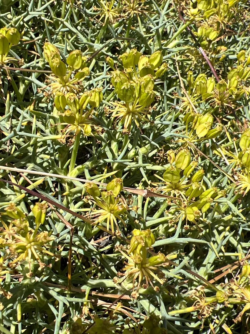 Azorella prolifera