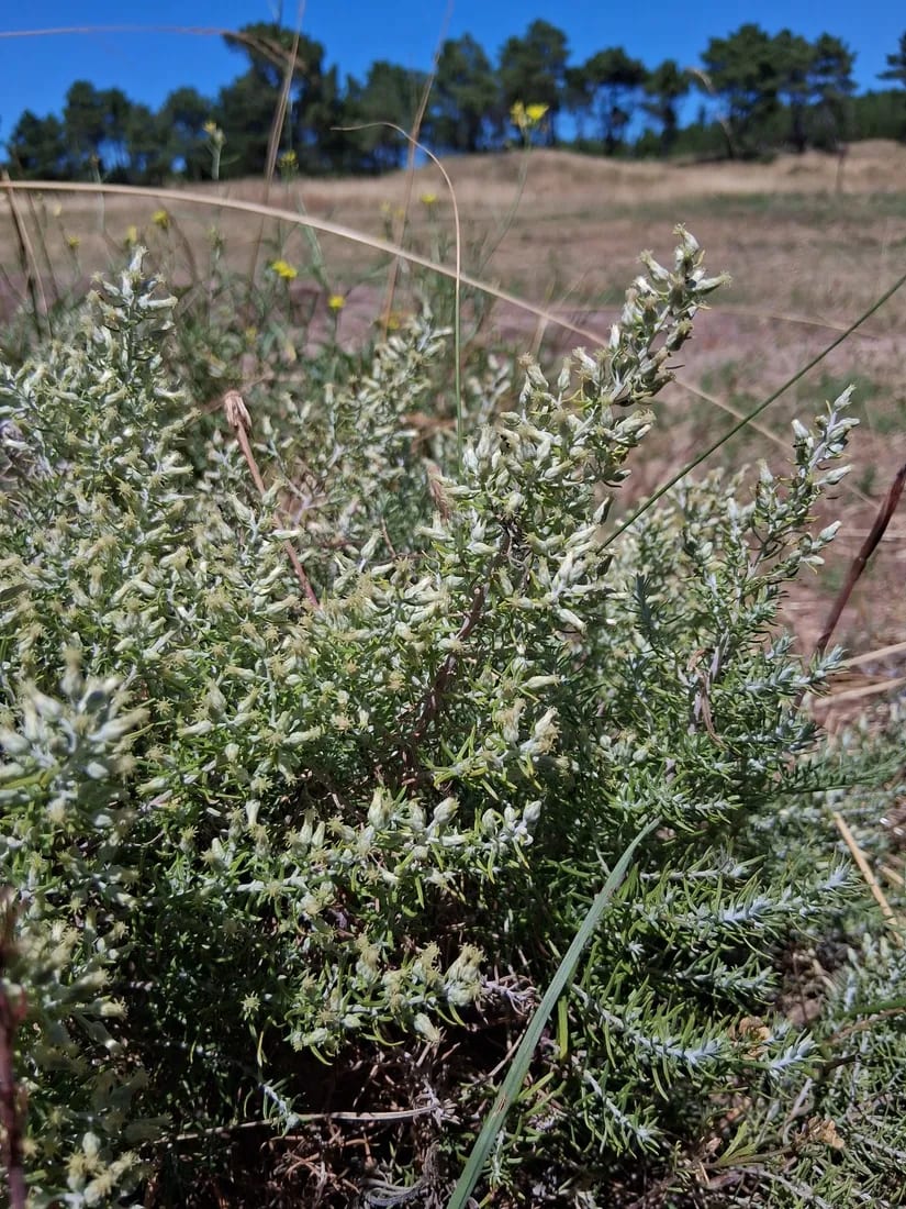 Romerillo blanco