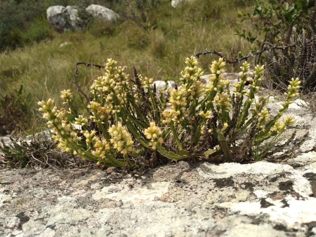 Carqueja