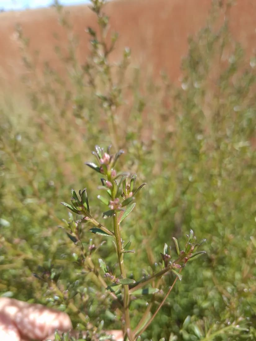 Baccharis linearifolia